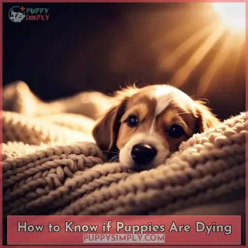 How to Know if Puppies Are Dying