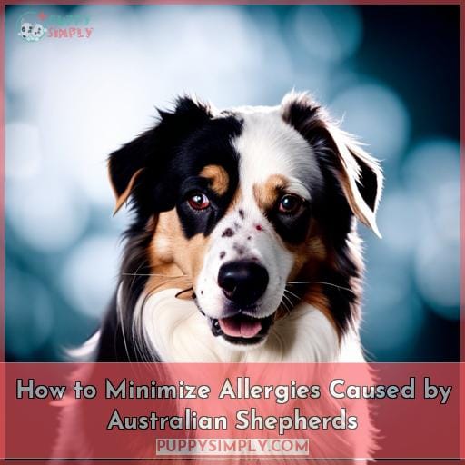 How to Minimize Allergies Caused by Australian Shepherds