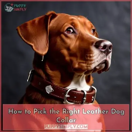 How to Pick the Right Leather Dog Collar