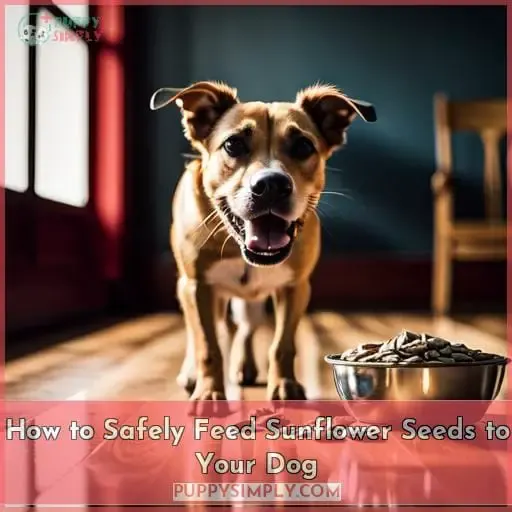 How to Safely Feed Sunflower Seeds to Your Dog