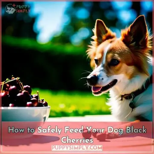 How to Safely Feed Your Dog Black Cherries