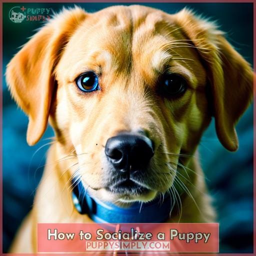 How to Socialize Your Puppy: A Step-by-Step Guide