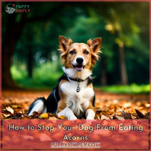 How to Stop Your Dog From Eating Acorns