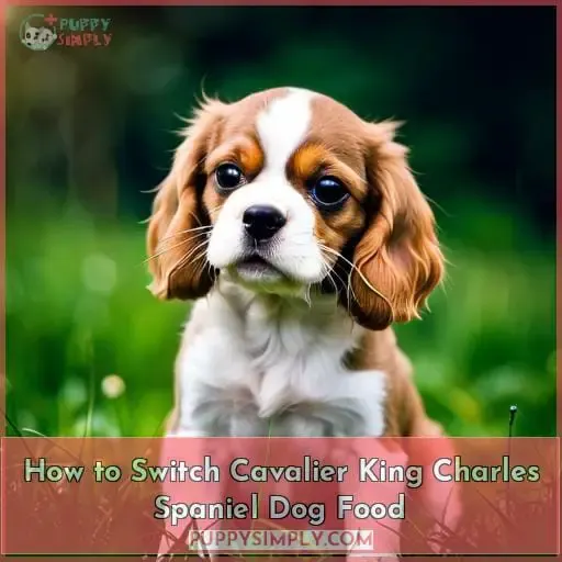 How to Switch Cavalier King Charles Spaniel Dog Food