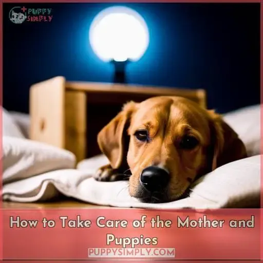 How to Take Care of the Mother and Puppies