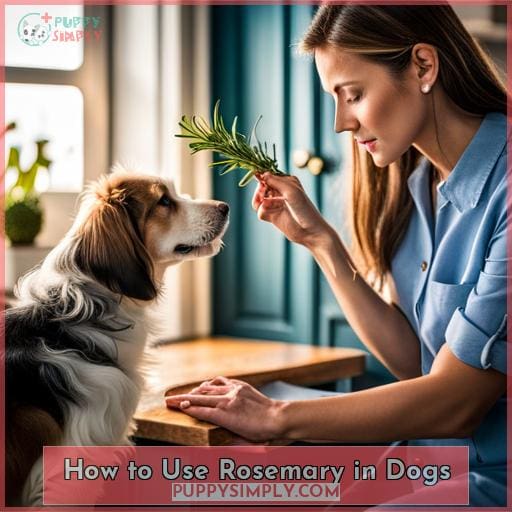 How to Use Rosemary in Dogs