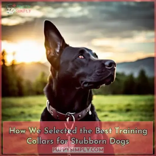 How We Selected the Best Training Collars for Stubborn Dogs
