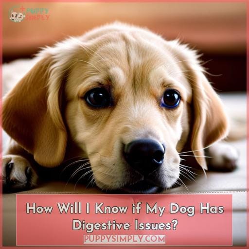 How Will I Know if My Dog Has Digestive Issues