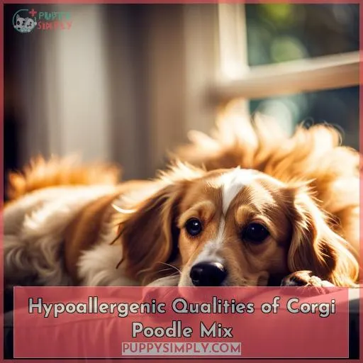 Hypoallergenic Qualities of Corgi Poodle Mix