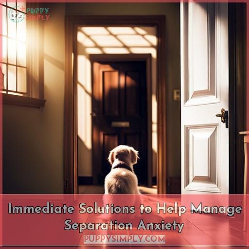 Immediate Solutions to Help Manage Separation Anxiety