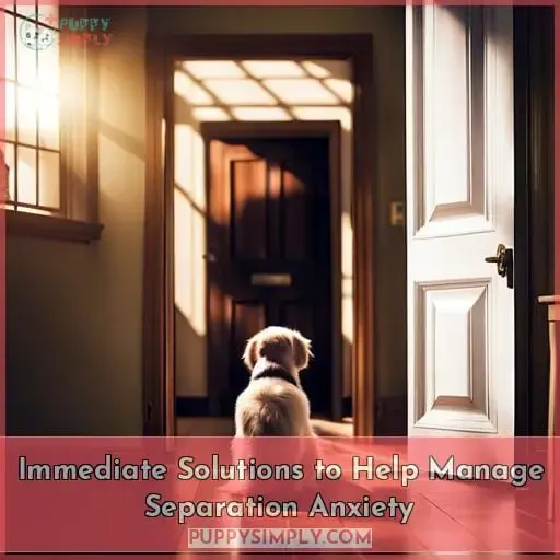 Immediate Solutions to Help Manage Separation Anxiety