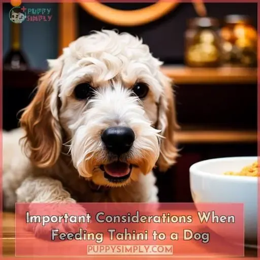 Important Considerations When Feeding Tahini to a Dog