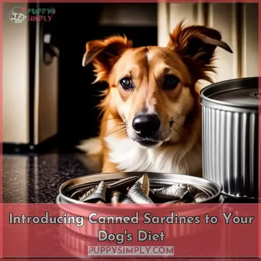 Introducing Canned Sardines to Your Dog