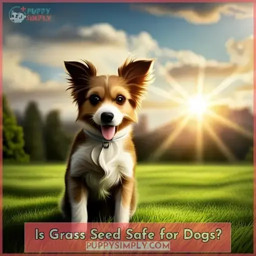 Is Grass Seed Safe for Dogs