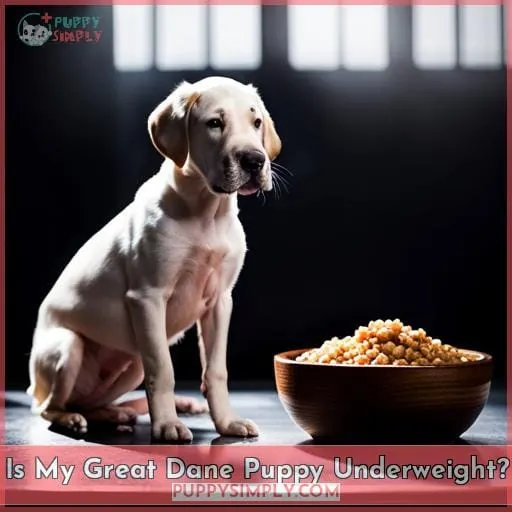 Is My Great Dane Puppy Underweight