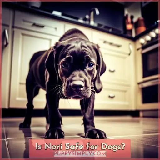Is Nori Safe for Dogs