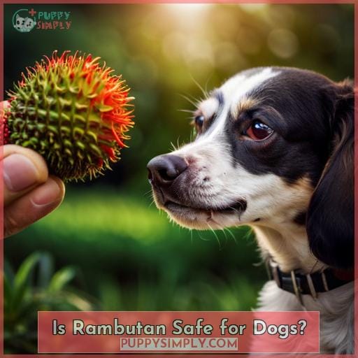 Is Rambutan Safe for Dogs