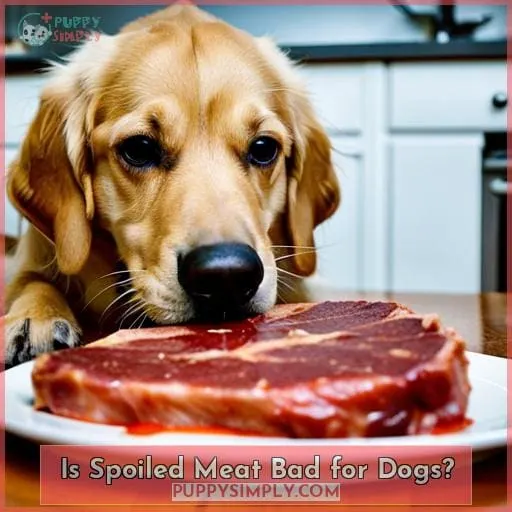 Is Spoiled Meat Bad for Dogs