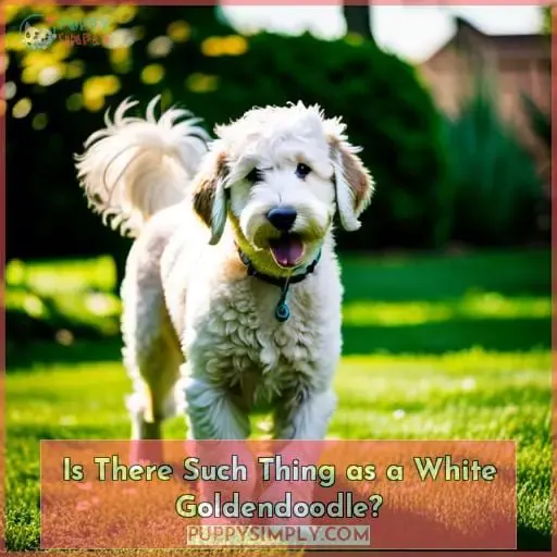 Is There Such Thing as a White Goldendoodle