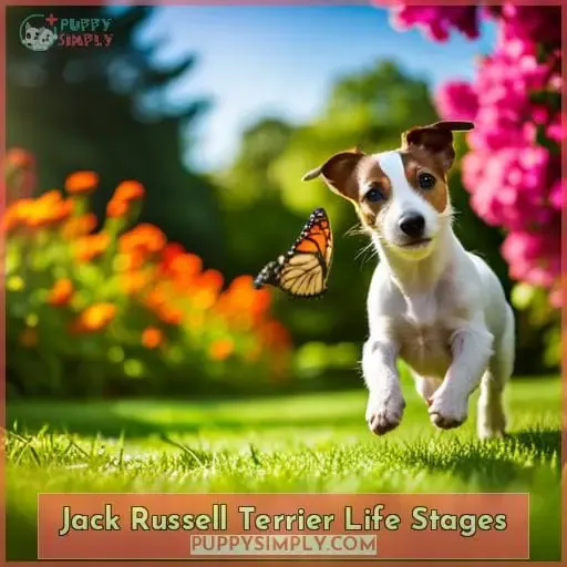 Jack Russell Terrier Life Stages