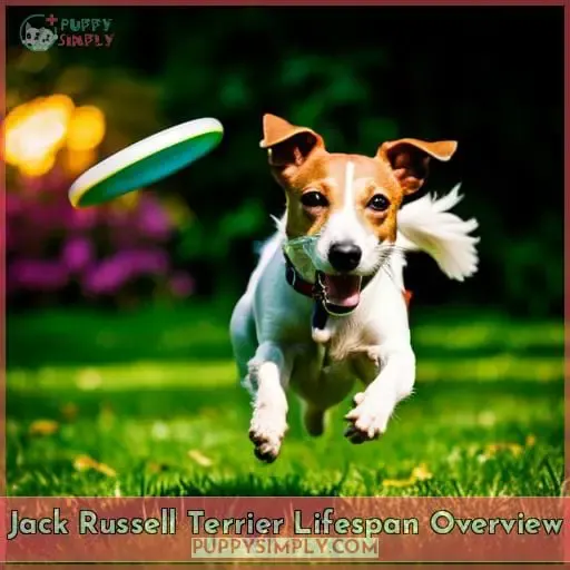 Jack Russell Terrier Lifespan Overview