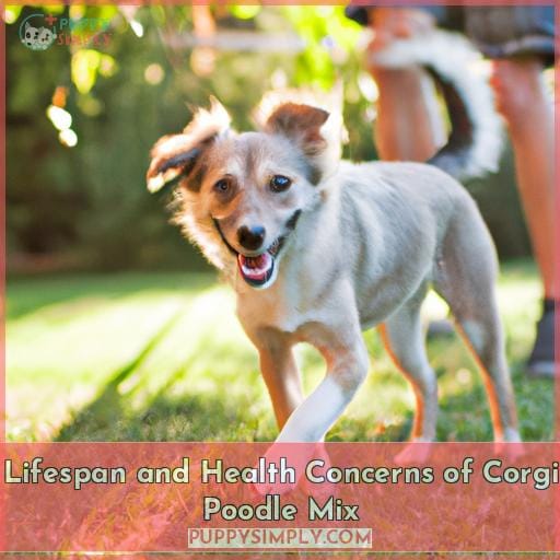 Lifespan and Health Concerns of Corgi Poodle Mix