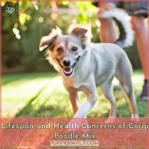 Lifespan and Health Concerns of Corgi Poodle Mix