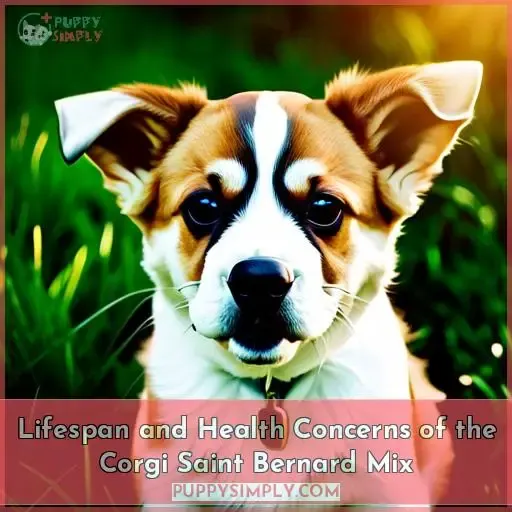 Lifespan and Health Concerns of the Corgi Saint Bernard Mix