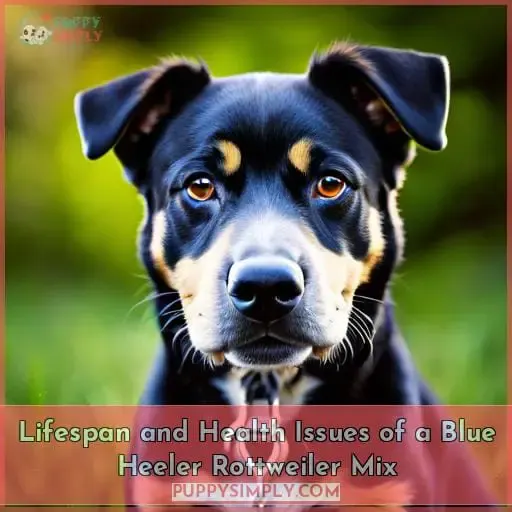 Lifespan and Health Issues of a Blue Heeler Rottweiler Mix