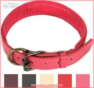 Logical Leather Padded Dog Collar 143815