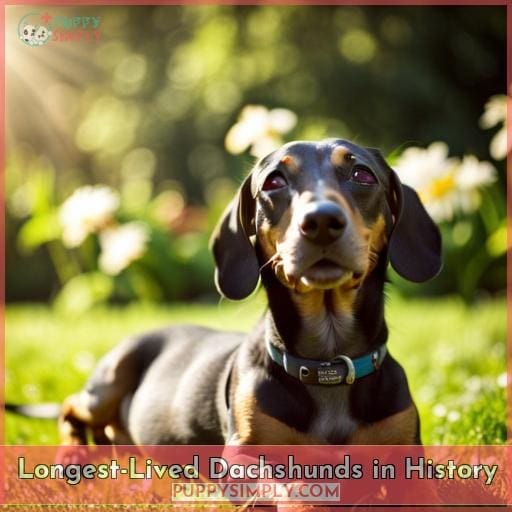 Longest-Lived Dachshunds in History
