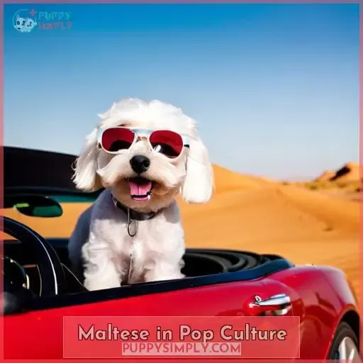 Maltese in Pop Culture