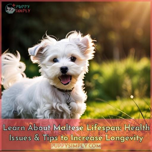 Learn About Maltese Lifespan Health Issues Tips To Increase Longevity   Maltese Lifespan Facts You Should Know 