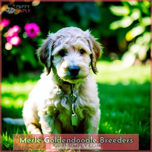 Merle Goldendoodle Breeders