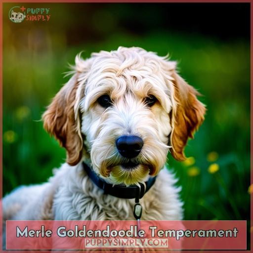 Merle Goldendoodle Temperament