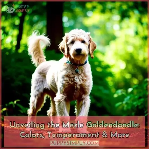 merle goldendoodle