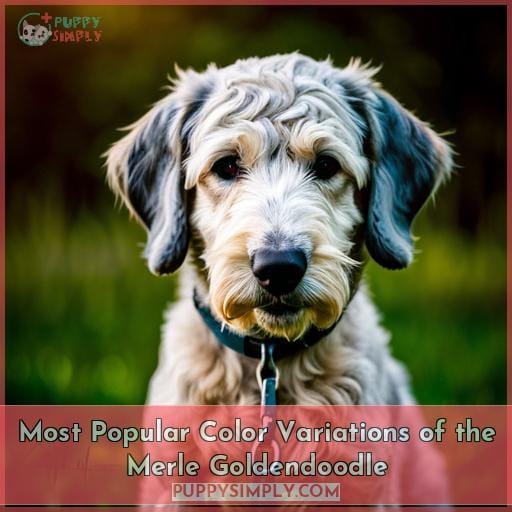 Most Popular Color Variations of the Merle Goldendoodle