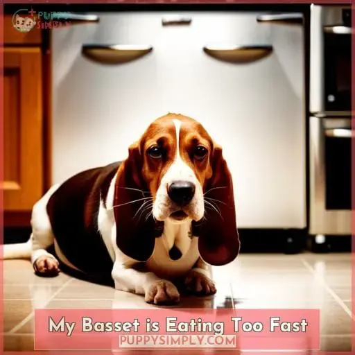 My Basset is Eating Too Fast