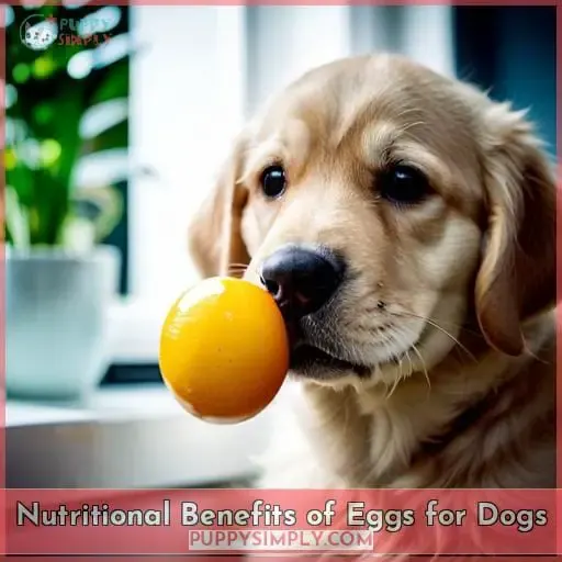 Nutritional Benefits of Eggs for Dogs