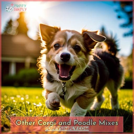 Other Corgi and Poodle Mixes