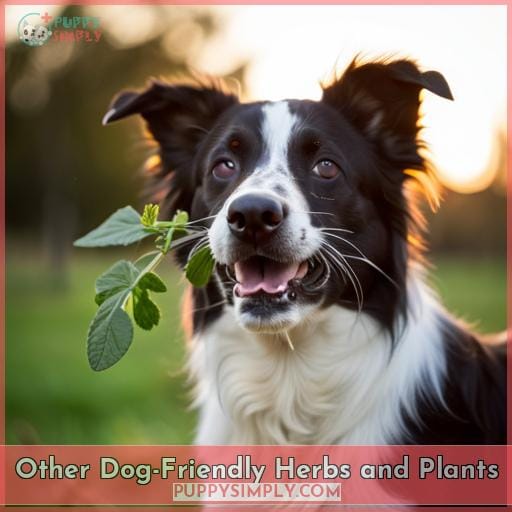 Other Dog-Friendly Herbs and Plants