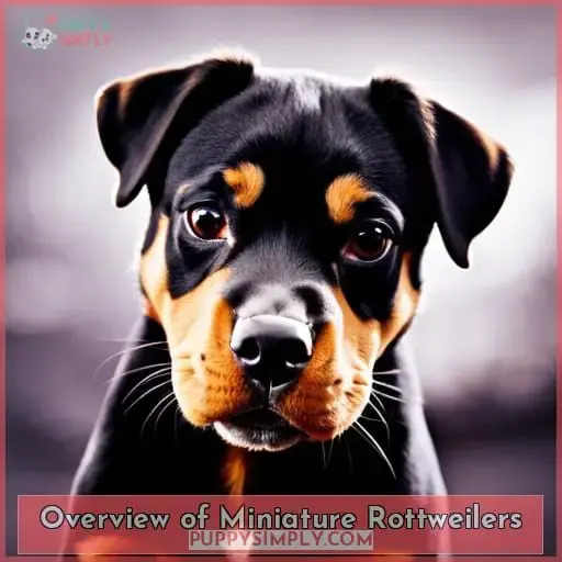 Overview of Miniature Rottweilers