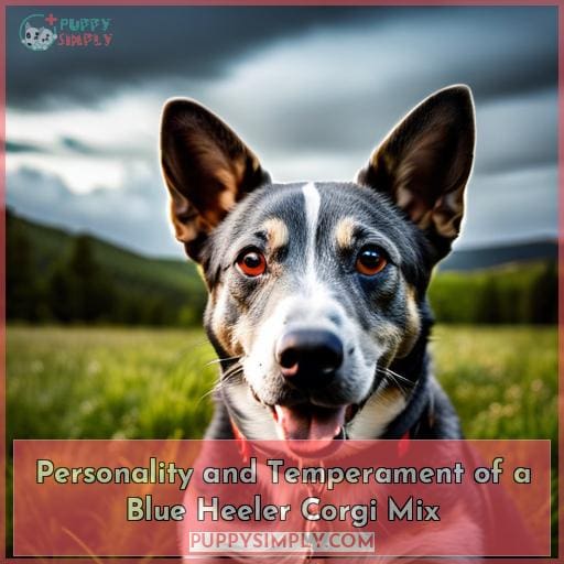 Personality and Temperament of a Blue Heeler Corgi Mix