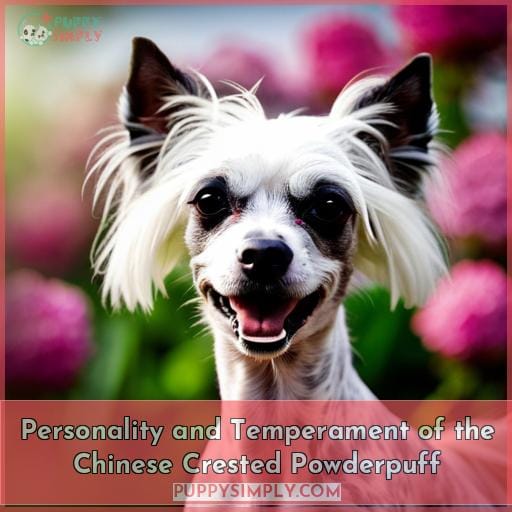 Personality and Temperament of the Chinese Crested Powderpuff