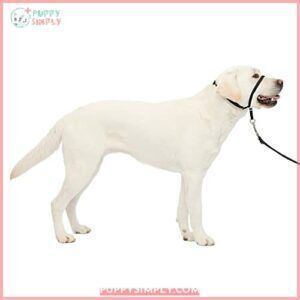 PetSafe Gentle Leader No-Pull Dog B00074L4W2