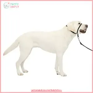 PetSafe Gentle Leader No-Pull Dog