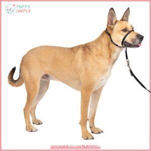 PetSafe Gentle Leader Padded No 52156