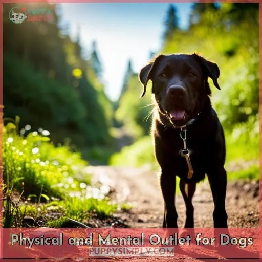 Physical and Mental Outlet for Dogs