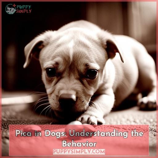 Pica in Dogs: Understanding the Behavior