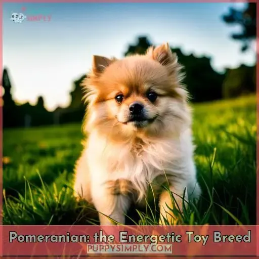 Pomeranian: the Energetic Toy Breed